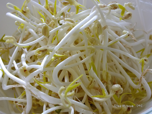 【懶人種菜】黑手指（？）也能自己發豆芽！
