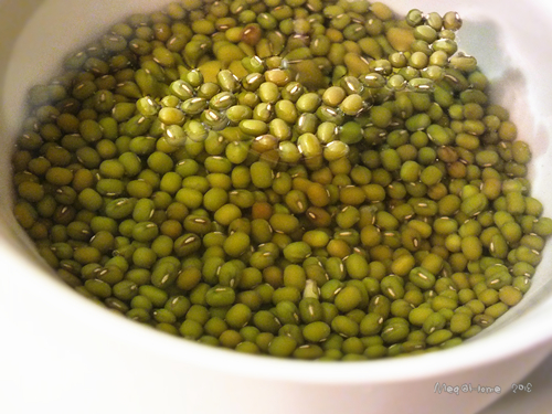 【懶人種菜】黑手指（？）也能自己發豆芽！