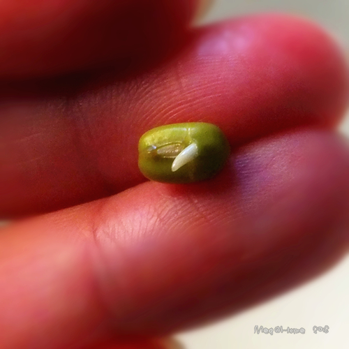 【懶人種菜】黑手指（？）也能自己發豆芽！