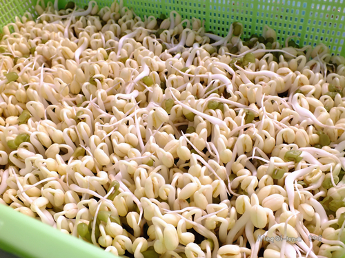 【懶人種菜】黑手指（？）也能自己發豆芽！