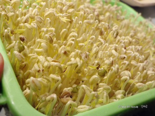 【懶人種菜】黑手指（？）也能自己發豆芽！