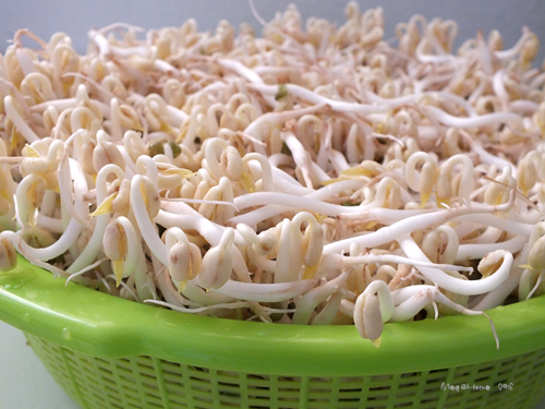 【懶人種菜】黑手指（？）也能自己發豆芽！