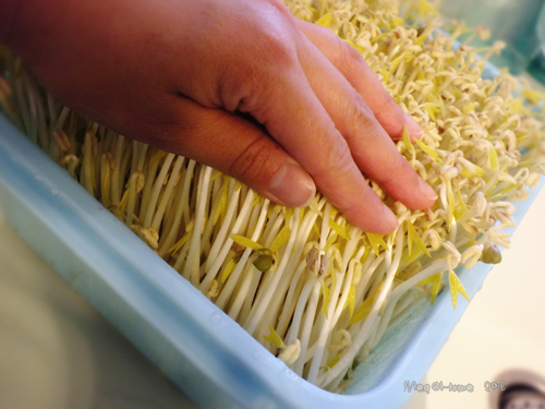 【懶人種【懶人種菜】黑手指（？）也能自己發豆芽！菜】黑手指（？）也能自己發豆芽！