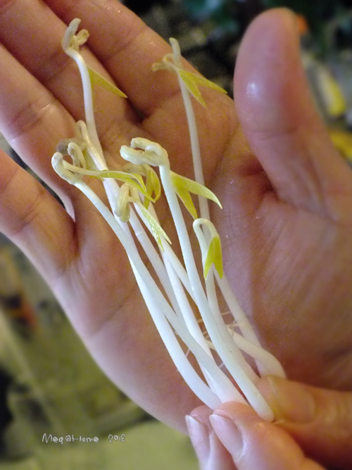 【懶人種菜】黑手指（？）也能自己發豆芽！