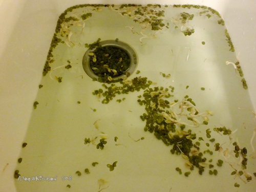 【懶人種菜】黑手指（？）也能自己發豆芽！