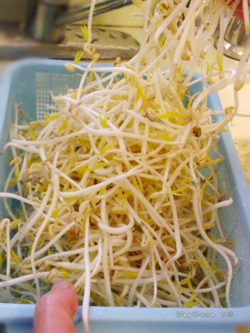 【懶人種菜】黑手指（？）也能自己發豆芽！