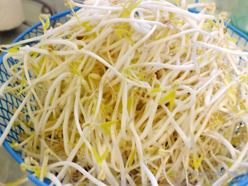【懶人種菜】黑手指（？）也能自己發豆芽！
