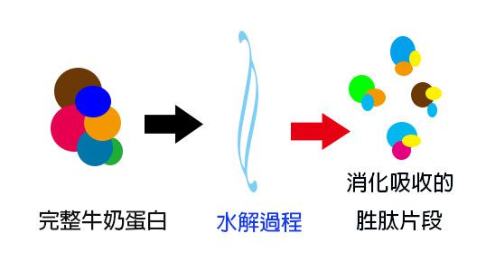 水解蛋白 VS 一般配方奶粉，到底哪個好？