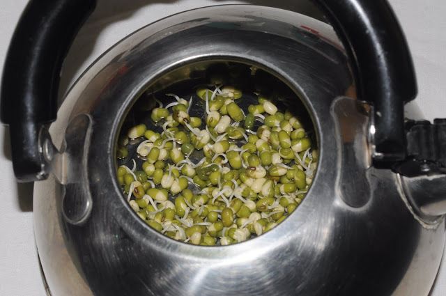 零失敗在家輕鬆孵出無毒豆芽菜