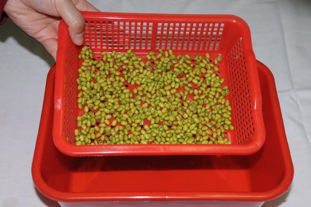 零失敗在家輕鬆孵出無毒豆芽菜
