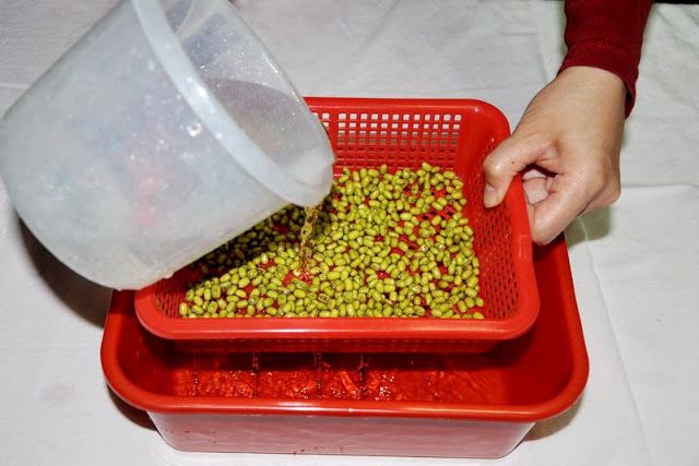 零失敗在家輕鬆孵出無毒豆芽菜