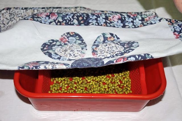 零失敗在家輕鬆孵出無毒豆芽菜