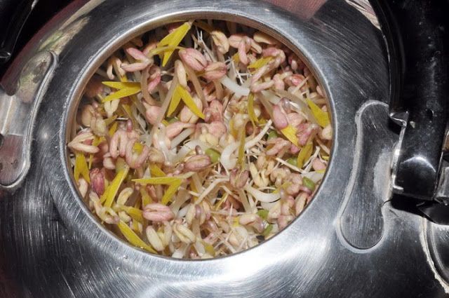 零失敗在家輕鬆孵出無毒豆芽菜