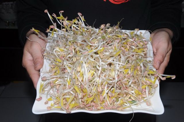 零失敗在家輕鬆孵出無毒豆芽菜