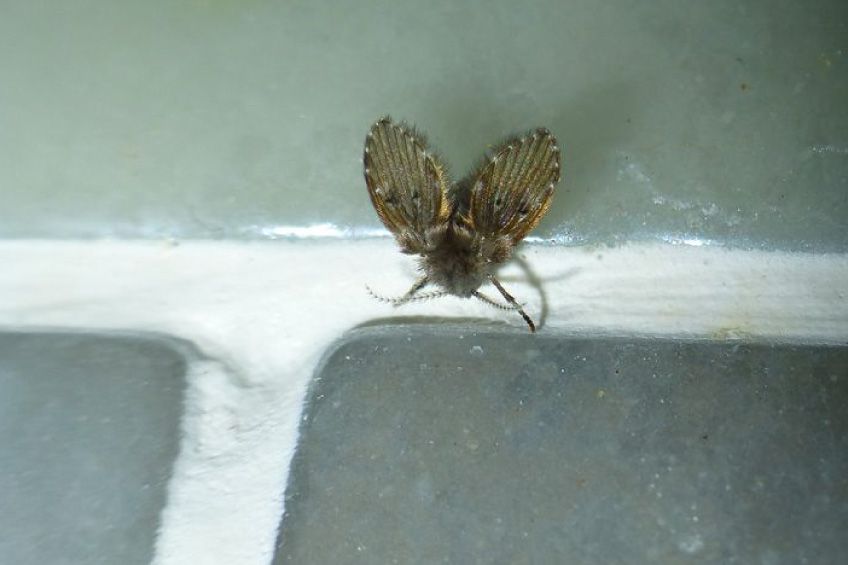 浴室常見的小蛾蚋 四招徹底消滅