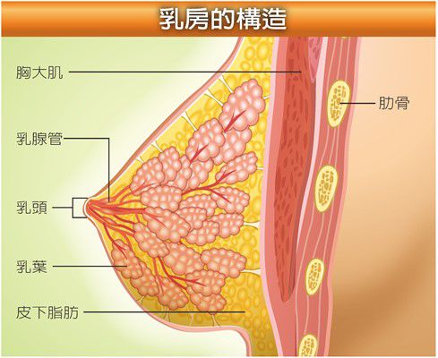 每天有五名婦女死於乳癌！請妳正視乳癌的嚴重