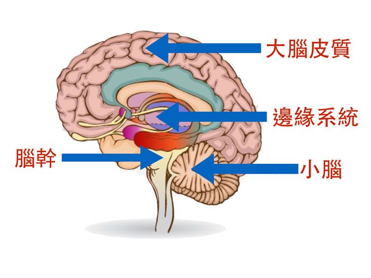 《楊為傑醫師》育兒知識：為何孩子這麼盧？漫談幼兒溝通技巧