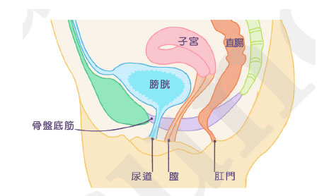 筋肉媽媽：煮婦變魔女，勤練骨盆底肌運動