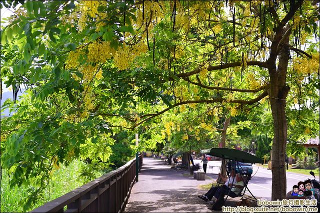 【親子景點】穿梭在樹之巔的天空廊道：竹崎親水公園