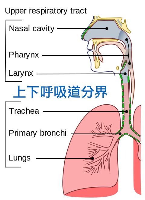 《楊為傑醫師》流行中的嬰幼兒呼吸道殺手:呼吸道融合病毒