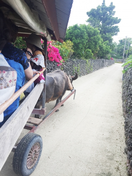 日本玩樂 石垣親子遊 跳島之旅 石垣島 竹富島 玻璃船x 水牛車x 尋找星之砂 媽媽經 專屬於媽媽的網站