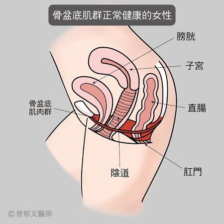 凯格尔运动改善产后阴道松弛 爱爱中也能练 优妈网知识百科uumama Com