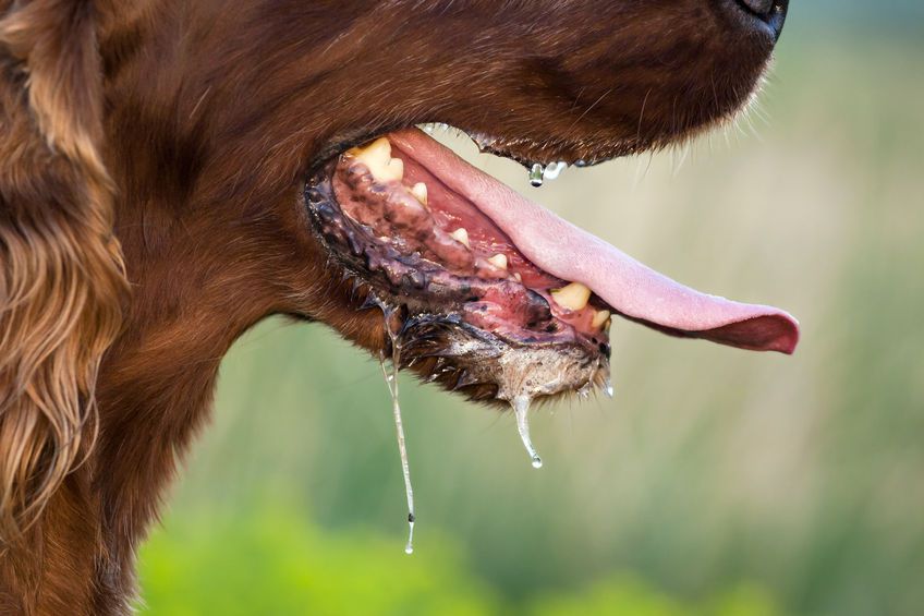 認識狂犬病 小孩被寵物抓咬 一定要打預防針 媽媽經 專屬於媽媽的網站