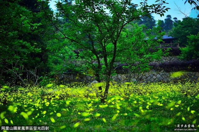 【螢火蟲漫天飛舞超夢幻】2018全台賞螢火蟲景點懶人包