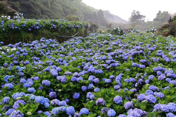 【花都開好了】全台繡球花景點大公開，有3個在台北！
