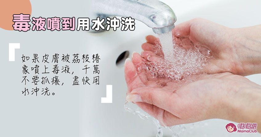 荔枝椿象別亂打！小心噴汁爛皮膚
