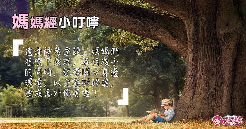 荔枝椿象別亂打！小心噴汁爛皮膚