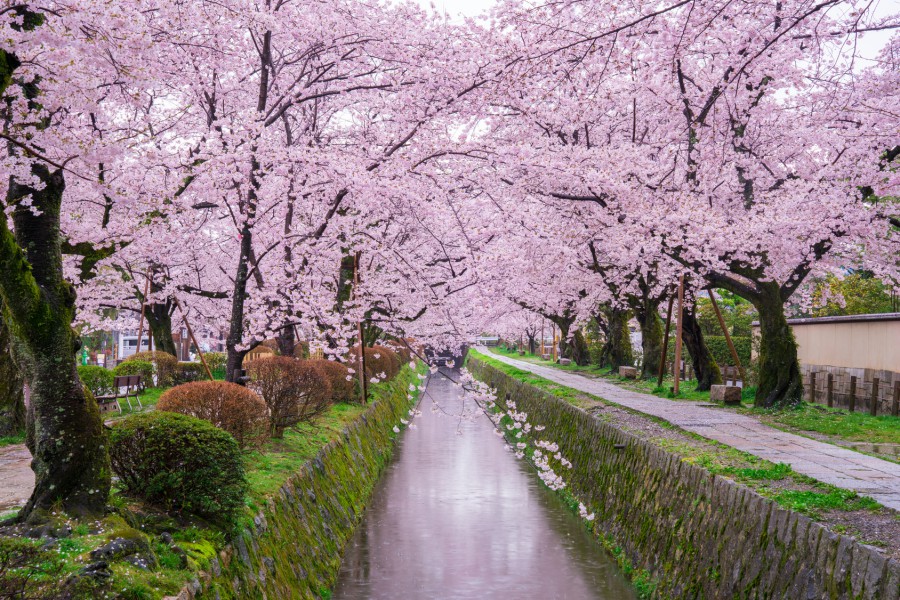 【日本】京都五天四夜規劃,清水寺、金閣寺、京都車站、和服,怎麼安排路線?