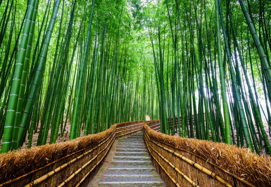 【日本】京都五天四夜規劃,清水寺、金閣寺、京都車站、和服,怎麼安排路線?