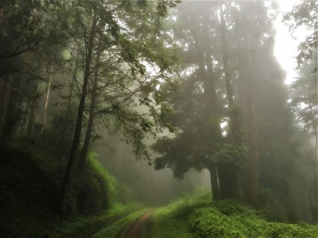 2018嘉義阿里山旅遊景點推薦 嘉義阿里山步道×在地體驗×美食