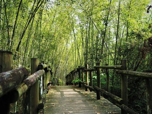 2018嘉義阿里山旅遊景點推薦 嘉義阿里山步道×在地體驗×美食