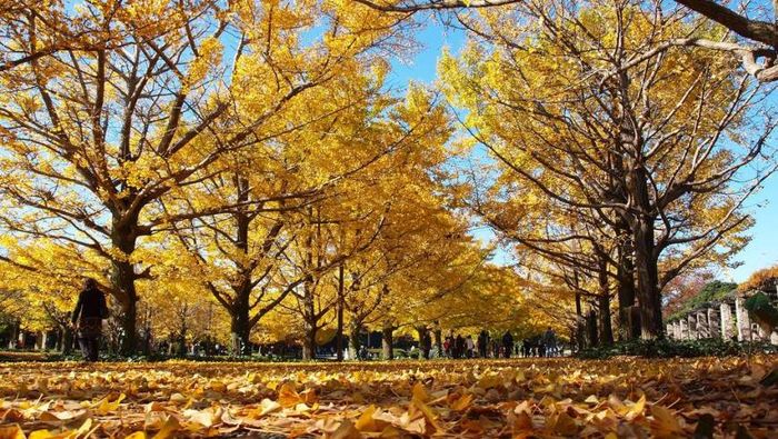 2018日本賞楓必看懶人包!TOP5日本紅葉景點推薦