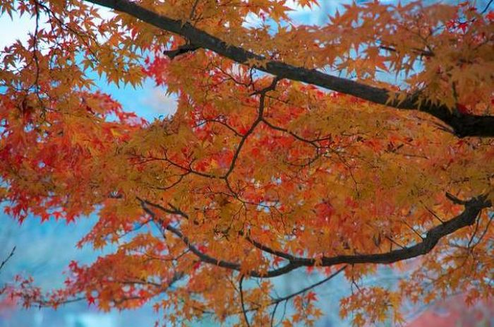 2018日本賞楓必看懶人包!TOP5日本紅葉景點推薦