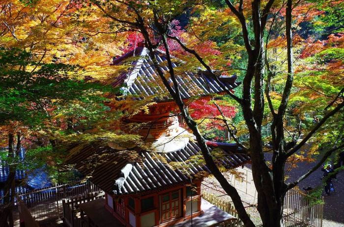 2018日本賞楓必看懶人包!TOP5日本紅葉景點推薦
