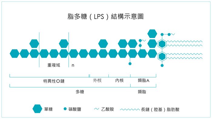 氫氣氫水預防早產的功效探討