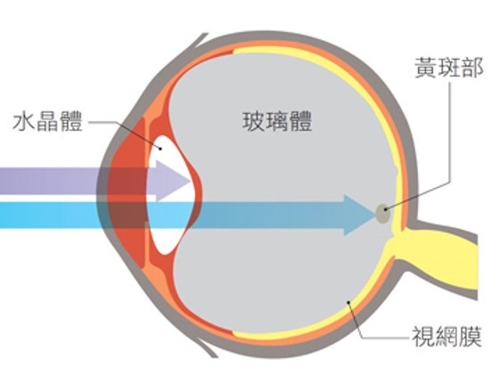 吞葉黃素顧眼睛？護眼超夯三大成分詳解