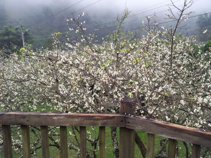 梅花,南投,賞梅,懶人包,柳家梅園,西伯梅園,後慈湖,角板山,梅嶺,太平山,棲蘭,鸞山森林