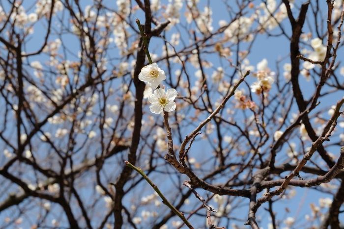 梅花,南投,賞梅,懶人包,柳家梅園,西伯梅園,後慈湖,角板山,梅嶺,太平山,棲蘭,鸞山森林