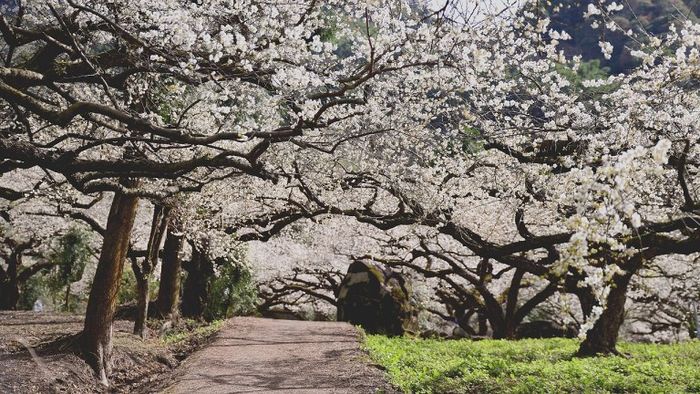 梅花,南投,賞梅,懶人包,柳家梅園,西伯梅園,後慈湖,角板山,梅嶺,太平山,棲蘭,鸞山森林