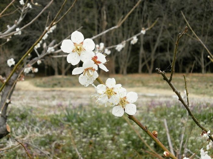 梅花,南投,賞梅,懶人包,柳家梅園,西伯梅園,後慈湖,角板山,梅嶺,太平山,棲蘭,鸞山森林