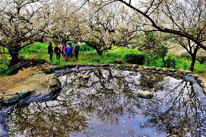 梅花,南投,賞梅,懶人包,柳家梅園,西伯梅園,後慈湖,角板山,梅嶺,太平山,棲蘭,鸞山森林