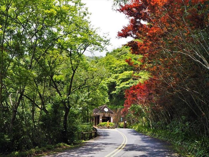 梅花,南投,賞梅,懶人包,柳家梅園,西伯梅園,後慈湖,角板山,梅嶺,太平山,棲蘭,鸞山森林