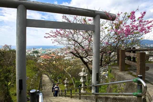 日本,櫻花,賞櫻,富士山,關西,宮城,北海道