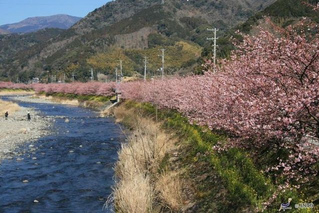 日本,櫻花,賞櫻,富士山,關西,宮城,北海道