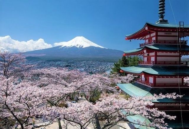 日本,櫻花,賞櫻,富士山,關西,宮城,北海道