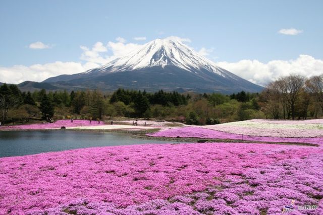 日本,櫻花,賞櫻,富士山,關西,宮城,北海道